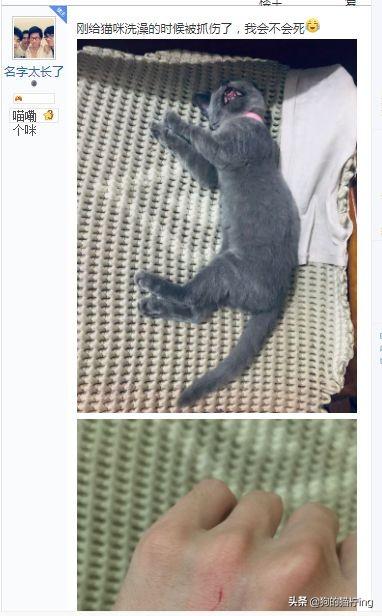 网上买猫真的不会被骗吗? 网上买猫真的不会被骗吗?