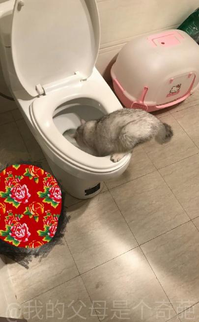 你家主子喝水总甩爪子怎么办？