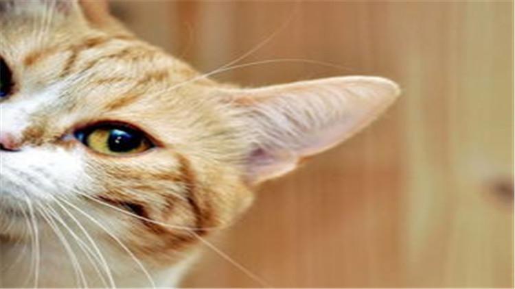 猫咪身上发现跳蚤怎么办？