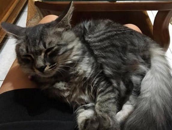 猫咪抱抱表情包到底怎么用才不尴尬？