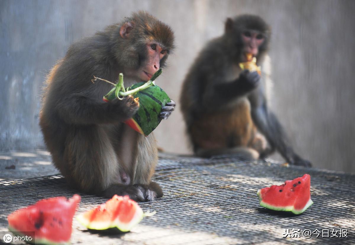 猫咪偷吃核桃会中毒吗？新手必看喂食红黑榜