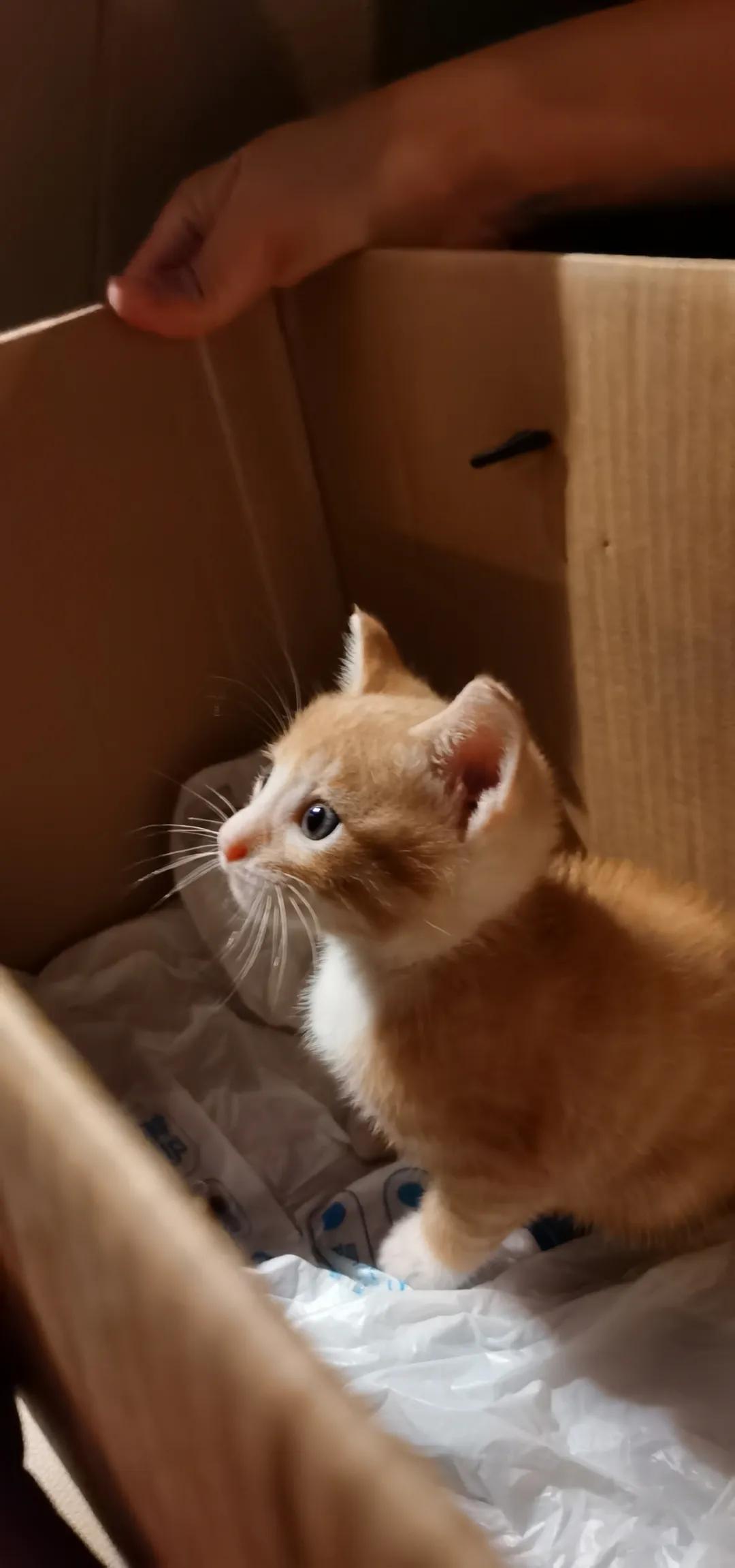 猫咪不打疫苗真的会死吗？