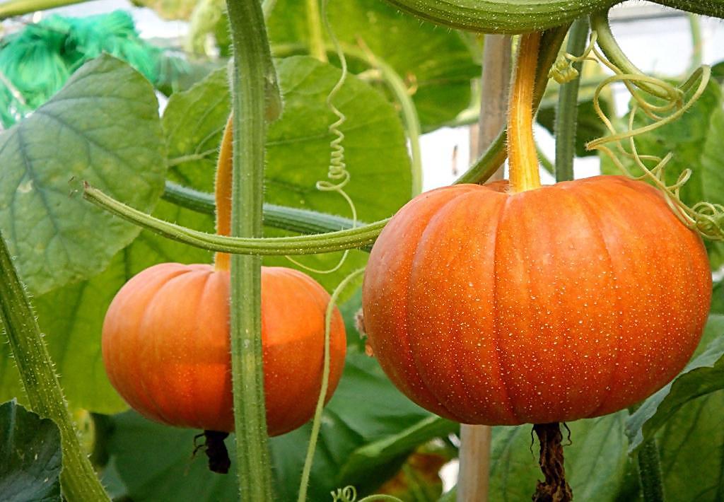 主子偷吃地瓜会中毒吗? 主子偷吃地瓜会中毒吗?