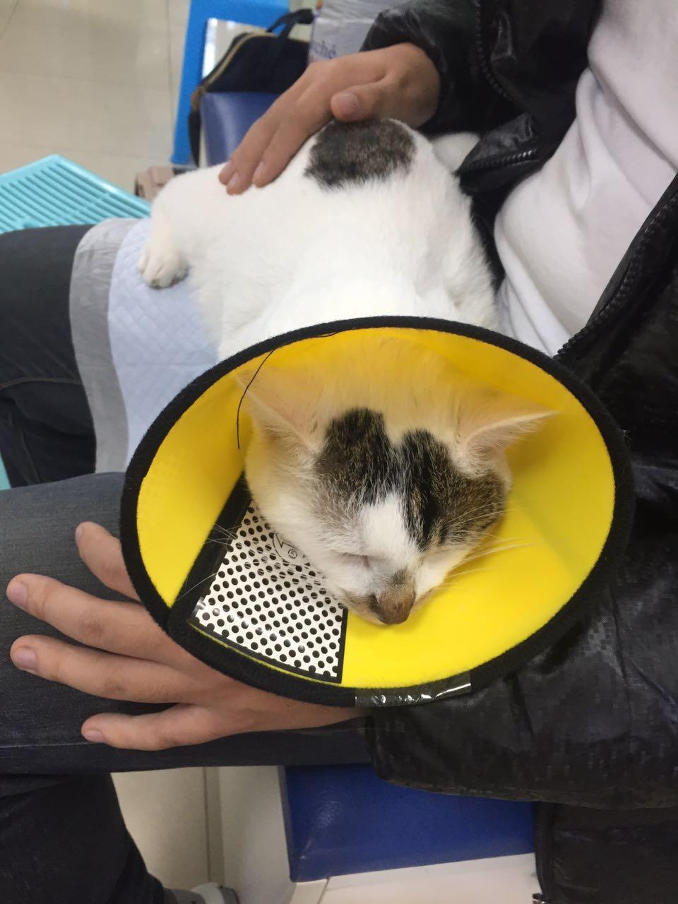 主子眼睛发红该不该自己滴眼药水? 主子眼睛发红该不该自己滴眼药水?