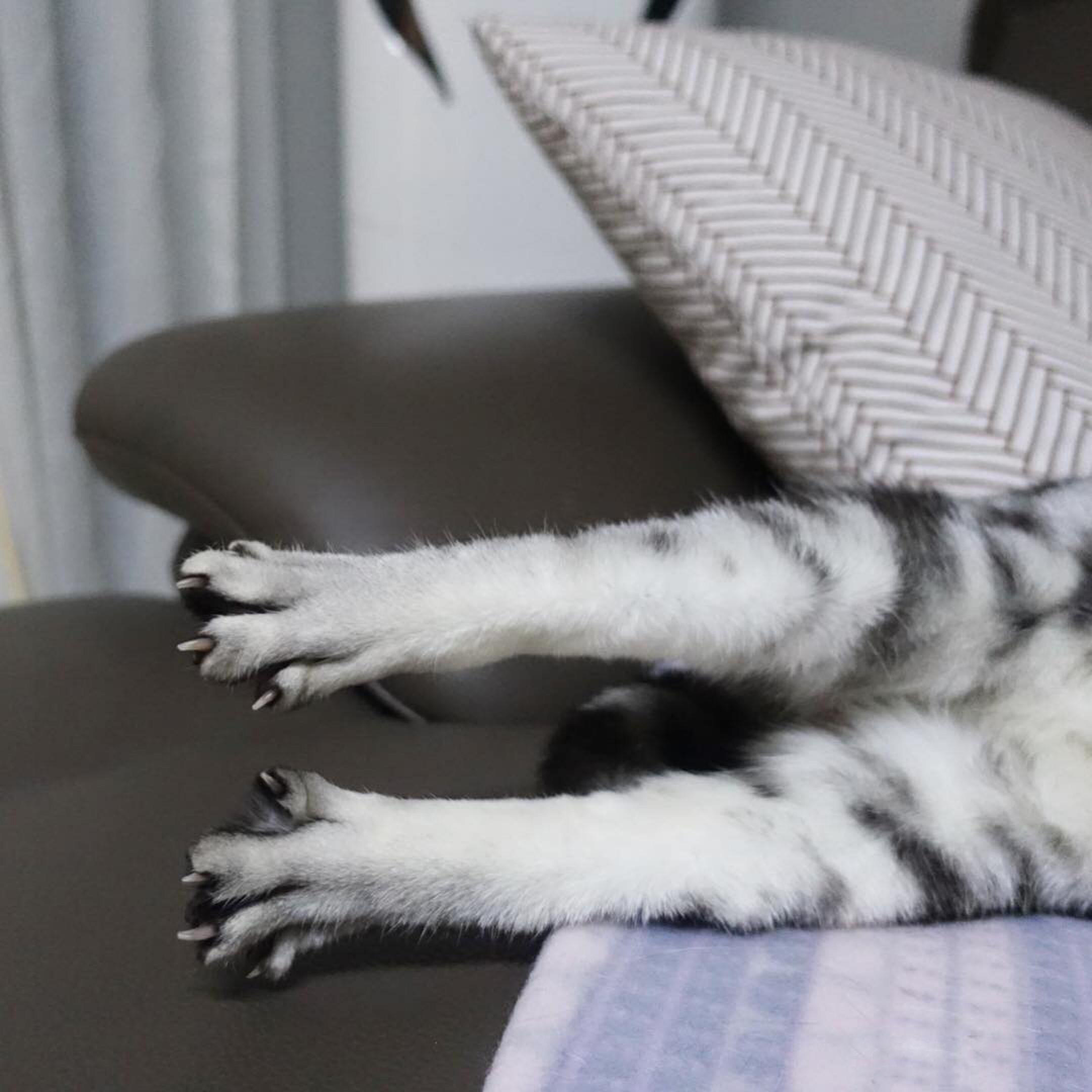 猫咪短视频官网怎么玩才能快速涨粉？