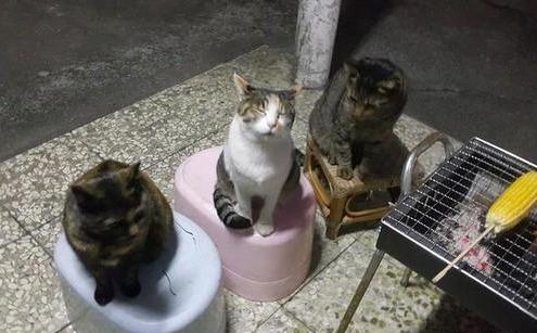 猫咪吃虾真的没问题吗？