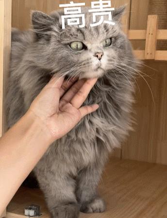 猫咪甩头是耳朵进虫子了吗? 猫咪甩头是耳朵进虫子了吗?