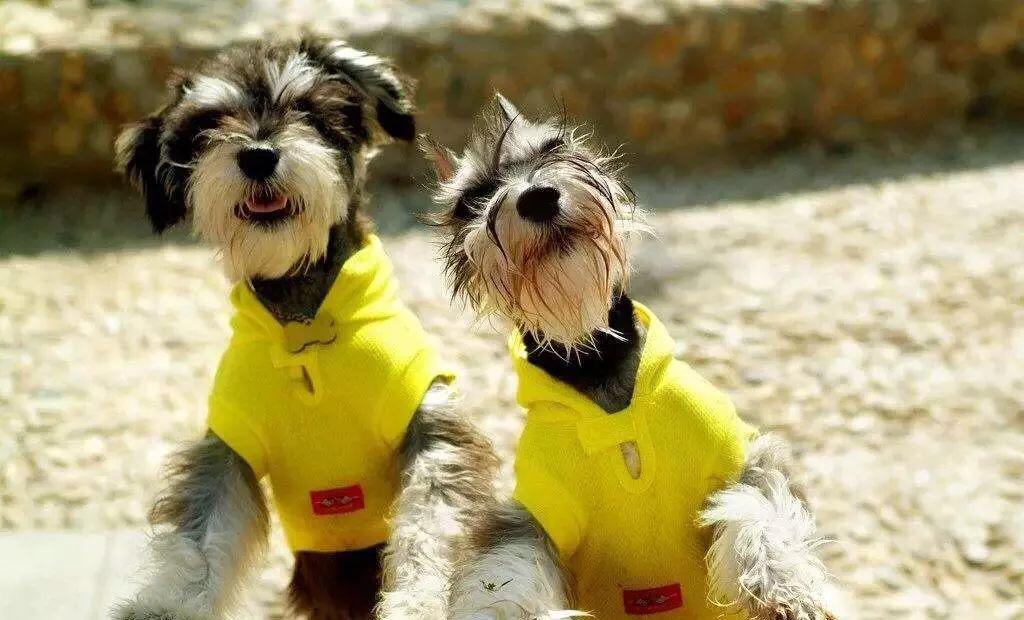 猫咪发情乱叫怎么办？新手必看的避孕指南