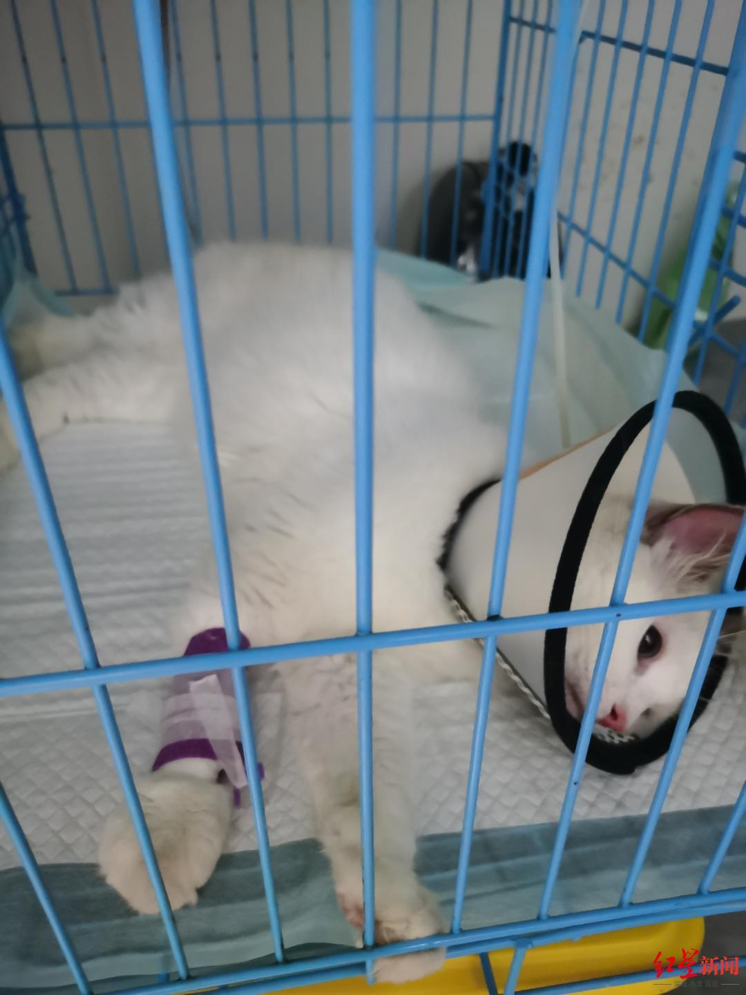 猫咪突然吐黄水到底要不要紧？