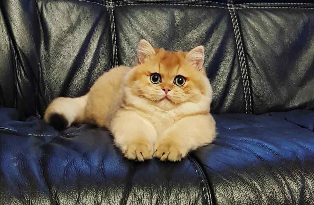 免费算命网站真的能测准你的命运吗？