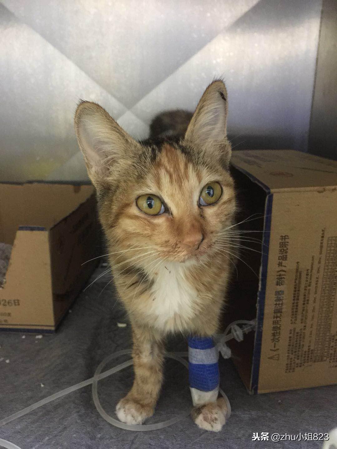 猫咪得了猫瘟还能活下来吗？