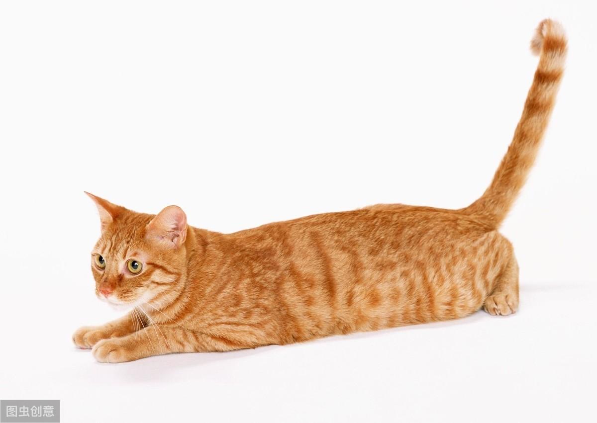 你家猫主子为啥总炸毛？