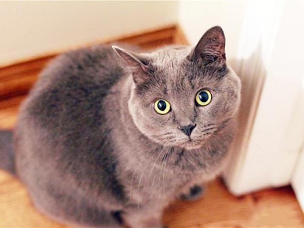 你家猫主子掉毛掉到怀疑人生? 你家猫主子掉毛掉到怀疑人生?