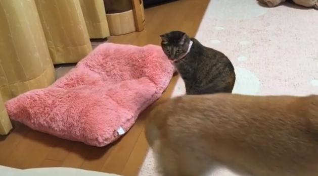 你家猫咪总玩失踪？这份生存指南能救你狗命！