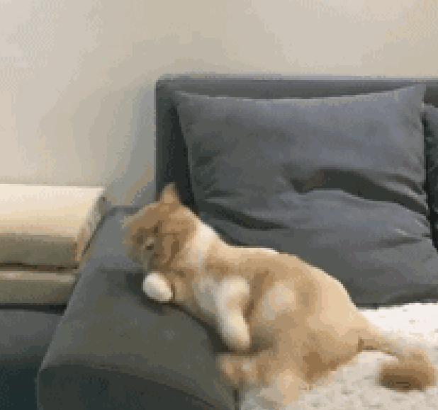 梦见打死狗暗示什么？