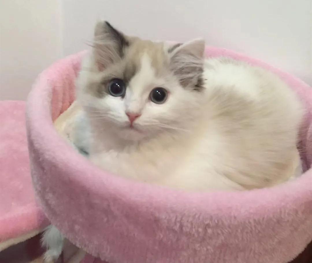 猫咪肚子里可能藏着 定时炸弹 ？多久驱虫才安全？