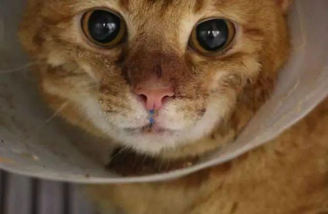 猫咪被打头会脑震荡吗？新手必看的5个保命知识点