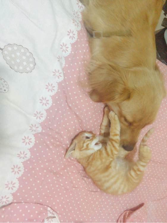 奥迪A4优惠力度解析，购车者如何避免踩坑，真实行情数据曝光