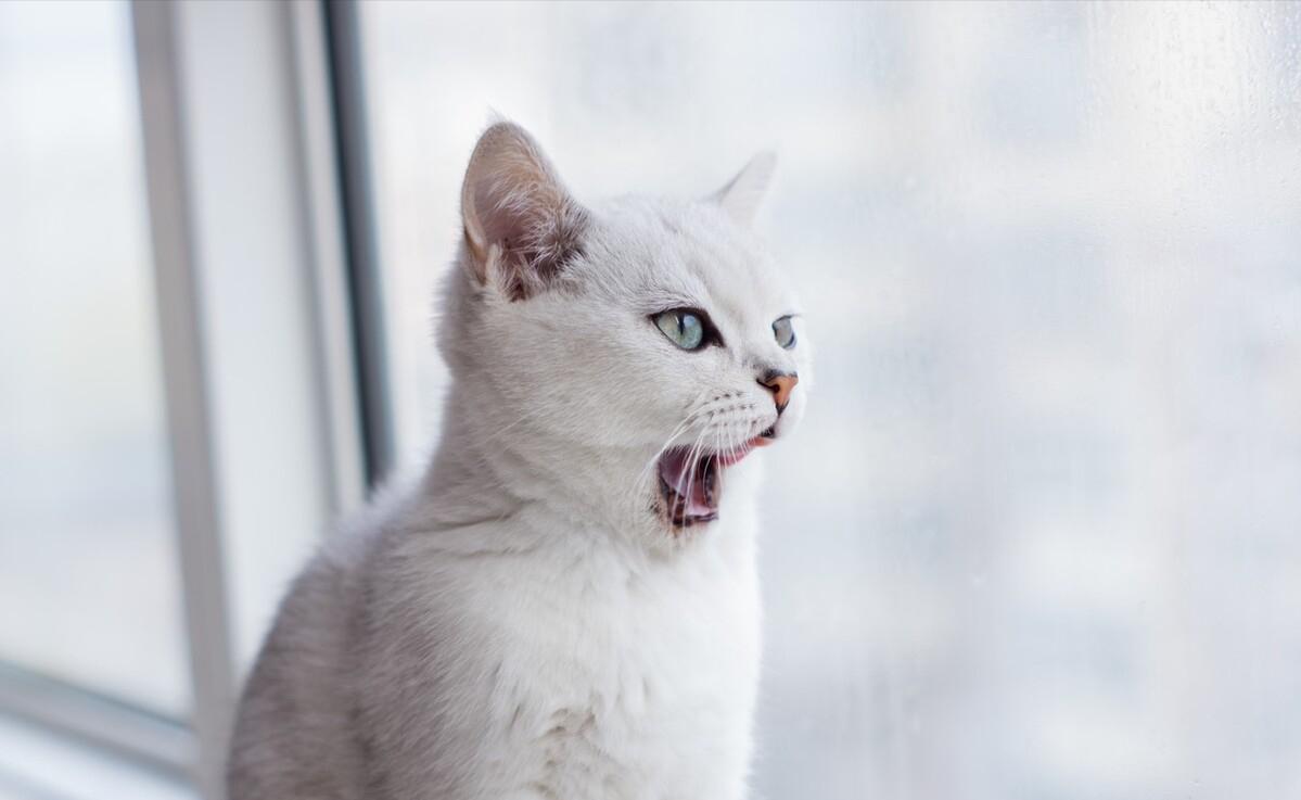 第一次养猫怎么挑品种才不踩坑？