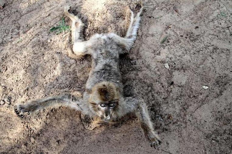 小狒狒音乐天空真的能让新手快速涨粉吗？