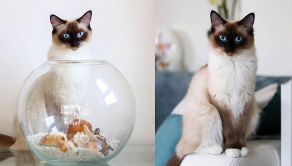 猫咪吃营养膏到底是不是智商税？