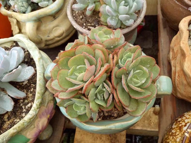 2016年11月5日入坑的新手，如何在游戏里少走弯路？