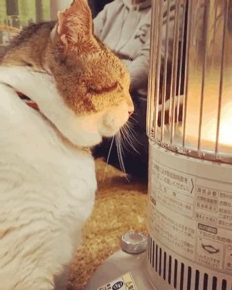 荷兰女球迷为什么总能把看台变成时装秀？