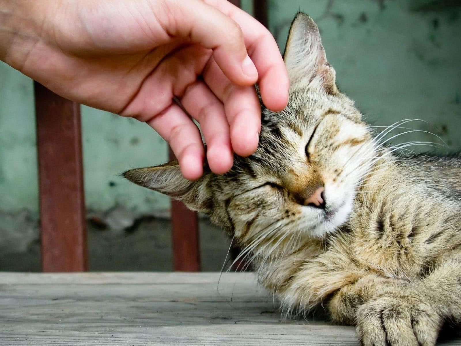 为什么我家猫从来不撒娇？