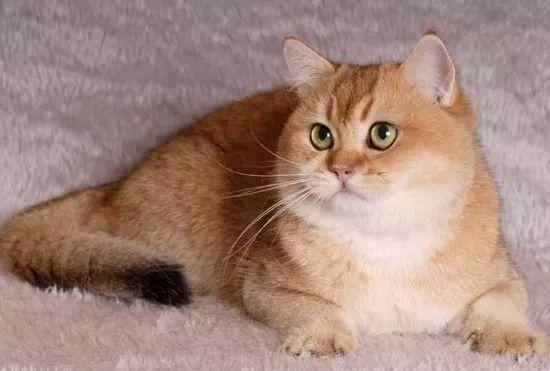 新手养猫最头疼的厕所问题怎么破？