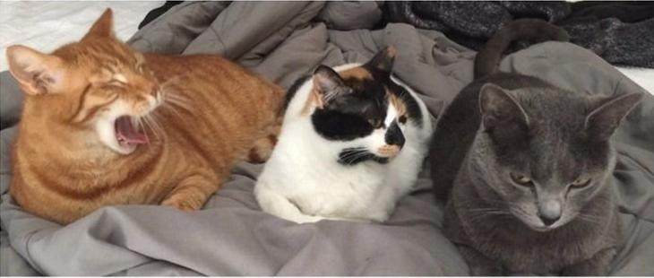 猫咪肚子有虫会传染给人吗？