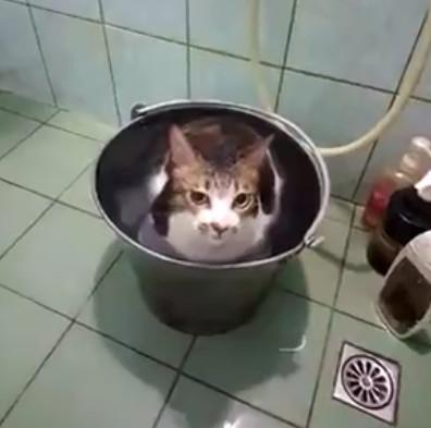 你家猫主子洗澡时像在演动作片吗? 你家猫主子洗澡时像在演动作片吗?