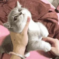 猫咪耳朵里总有黑泥是耳屎还是生病了？