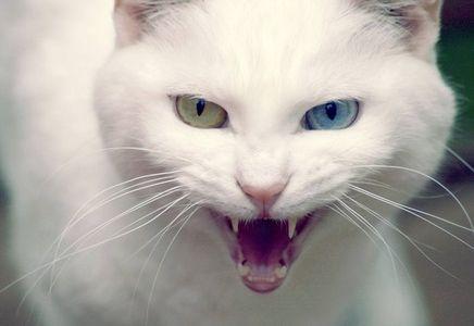 凯里森到底怎么玩才能不坑队友？