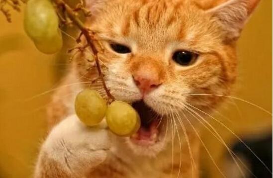 猫咪偷吃龙眼会中毒吗？新手必看喂养雷区