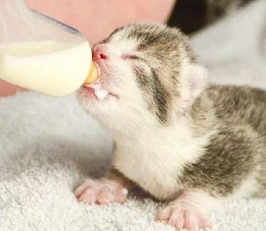 幼猫喝牛奶真的会致命吗？