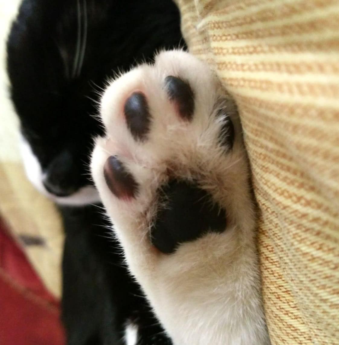 猫咪肉垫肿得像小馒头?新手该如何紧急处理? 猫咪肉垫肿得像小馒头?新手该如何紧急处理?