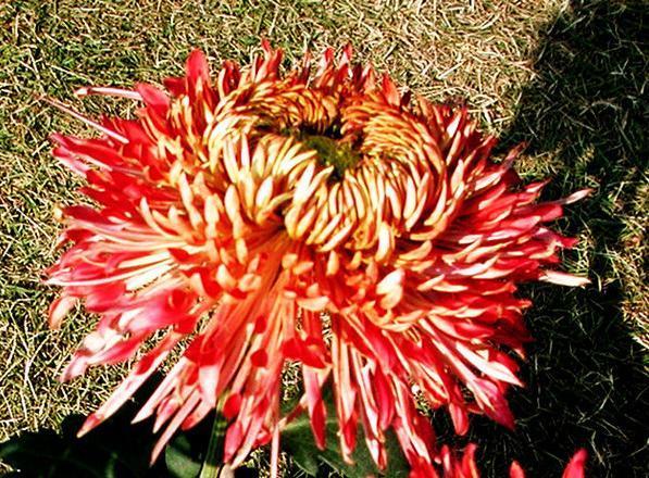 你家猫菊花外翻可能是要命的信号? 你家猫菊花外翻可能是要命的信号?