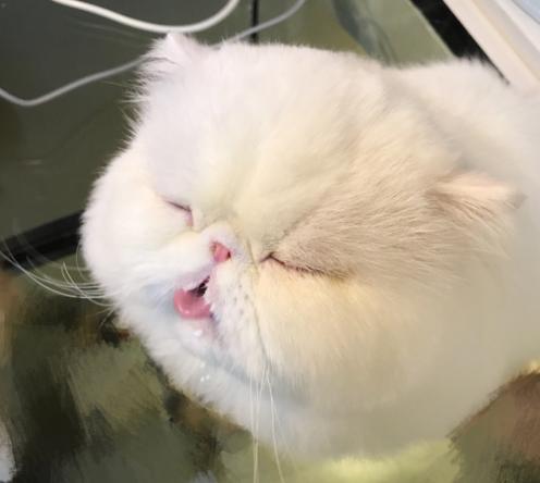 你家猫咪最近频繁舔蛋蛋？当心这个要命问题！