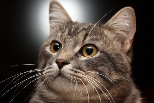 猫咪胡须断了还能长出来吗?新手必看的救命指南! 猫咪胡须断了还能长出来吗?新手必看的救命指南!