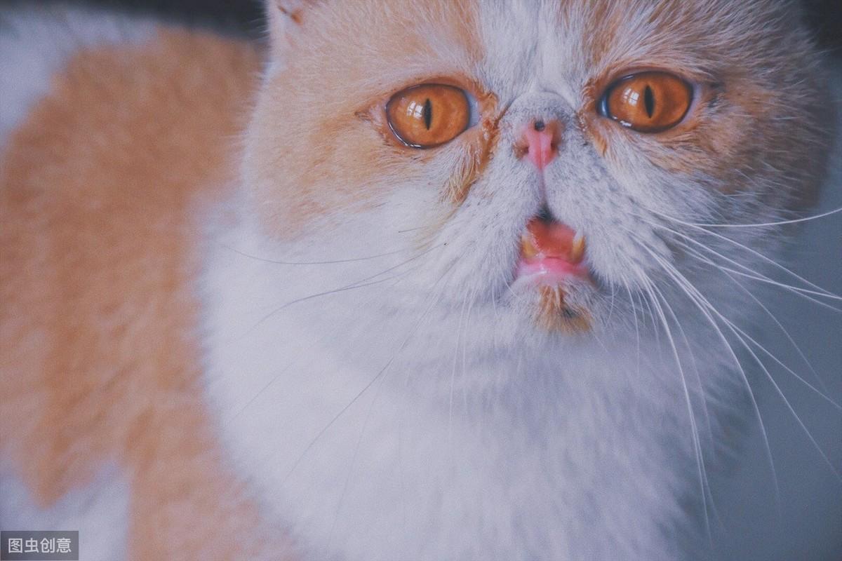 你家猫主子突然变邋遢了？