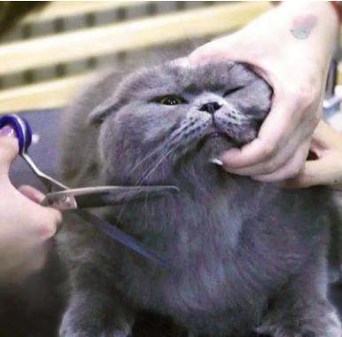 猫咪体温飙到40.5度会烧坏脑子吗？