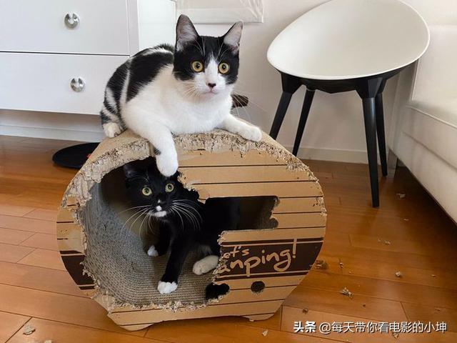 猫咪为什么能钻进比自己小的盒子？