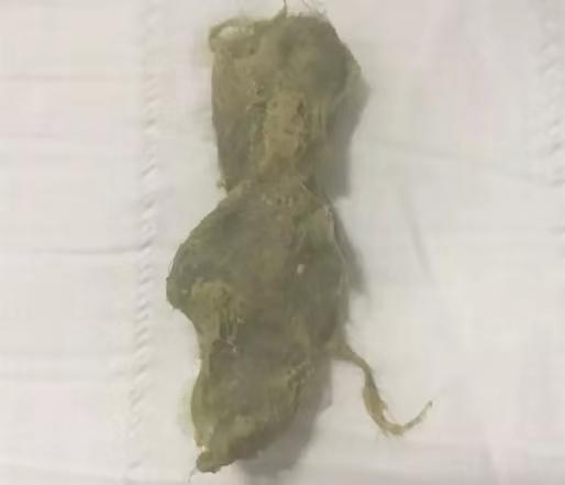 猫咪突然吐黄水可以喝小米粥吗? 猫咪突然吐黄水可以喝小米粥吗?