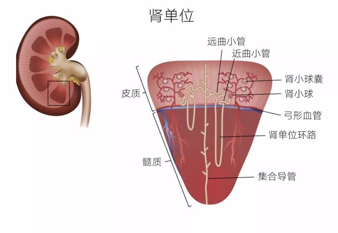 千万别把洋娃娃放在车内，这些隐患你了解吗，家长必看的安全指南