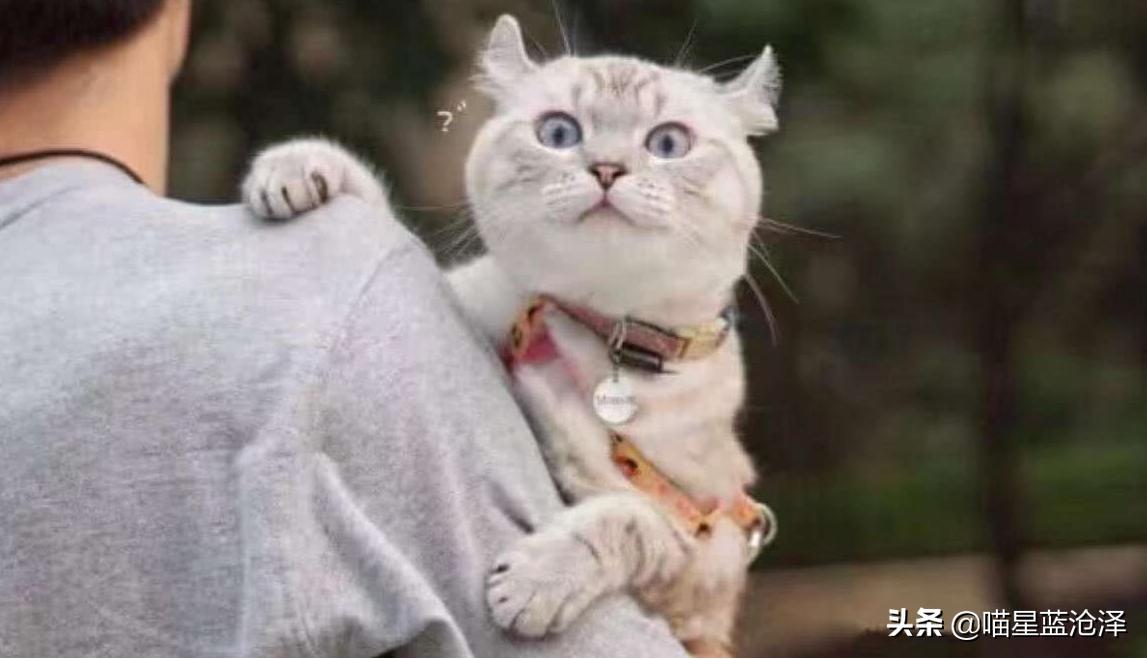 为什么你的猫咪总对你爱答不理? 为什么你的猫咪总对你爱答不理?