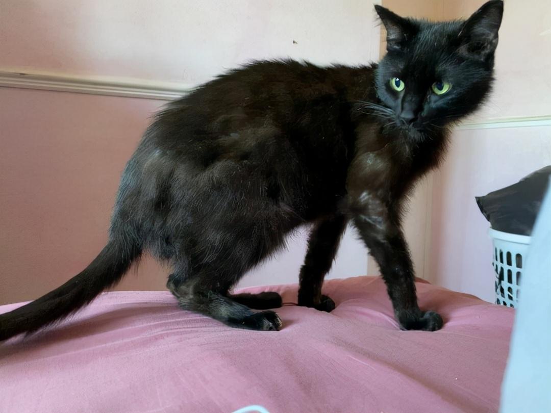 猫咪真的会走丢吗？看完这篇你就懂了！