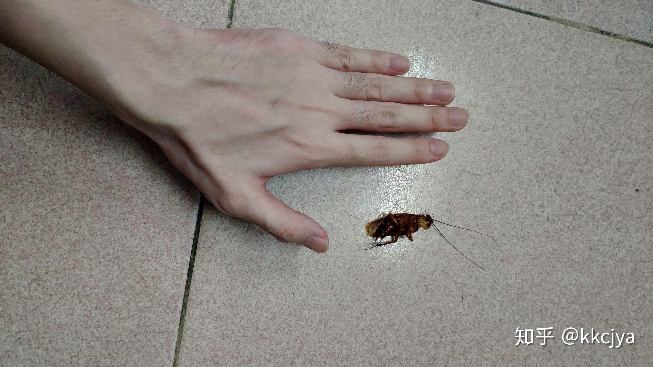 南方蟑螂究竟能大到什么程度？真相惊人！