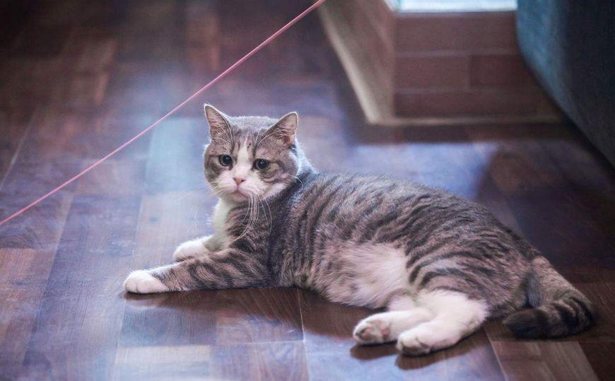 你家猫主子到底靠啥记住铲屎官? 你家猫主子到底靠啥记住铲屎官?