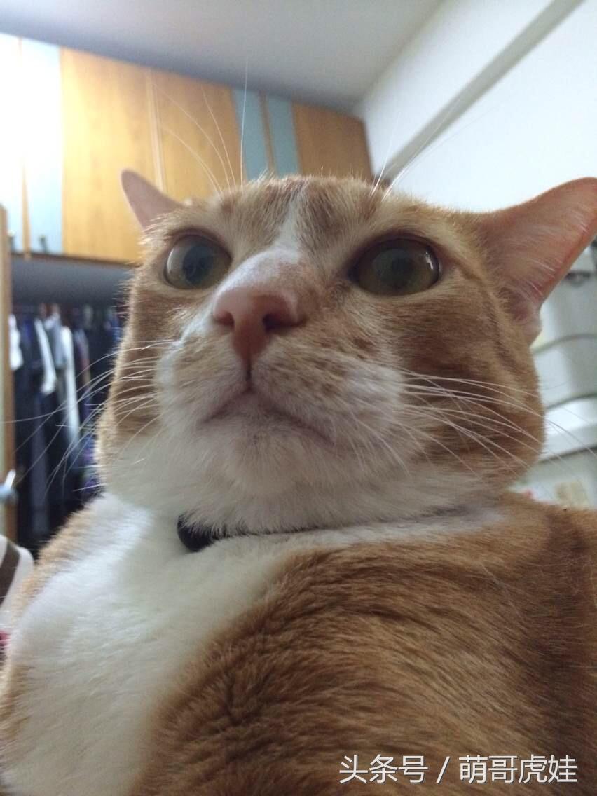 你家猫主子怎么越喂越瘦？