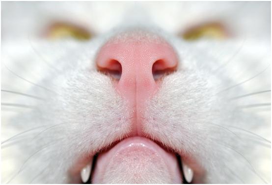 猫咪体温低会自己恢复吗？